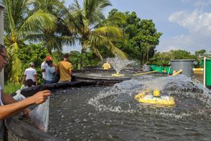 Actividad - TURISMO COMUNITARIO: SHEINÚ, ENCANTOS DE AGUAS MILE