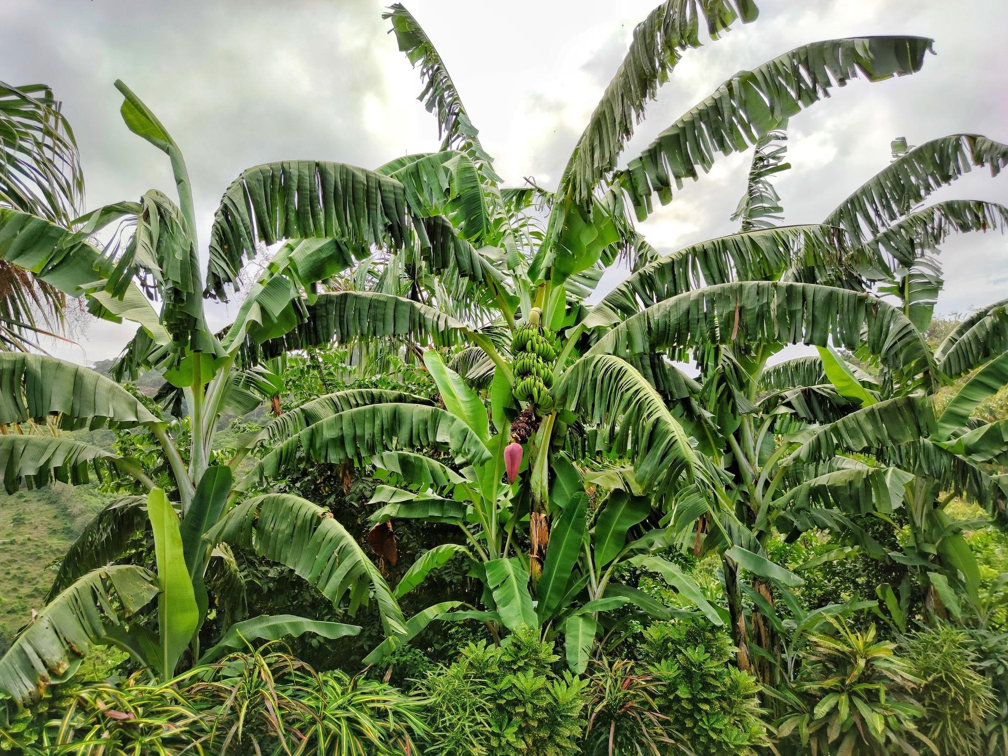 Vista Lobby Finca Cuipo