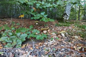 Alquiler Vacacional - Maison Neuve Entre Mende et Marvejols