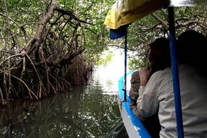 Actividad - Paquete 5 atracciones de Veracruz - Tour de un día entero
