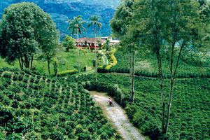 Actividad - Finca de Café Tour Filandia, Valle Cocora y Salento