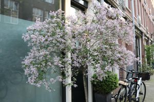 Alojamiento - Adriaen van Ostade B&B