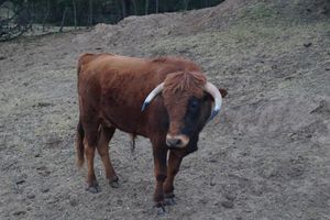 Alquiler Vacacional - Hacienda Tepetzala