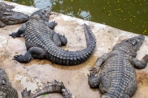 Actividad - Excursión a Crocoparc