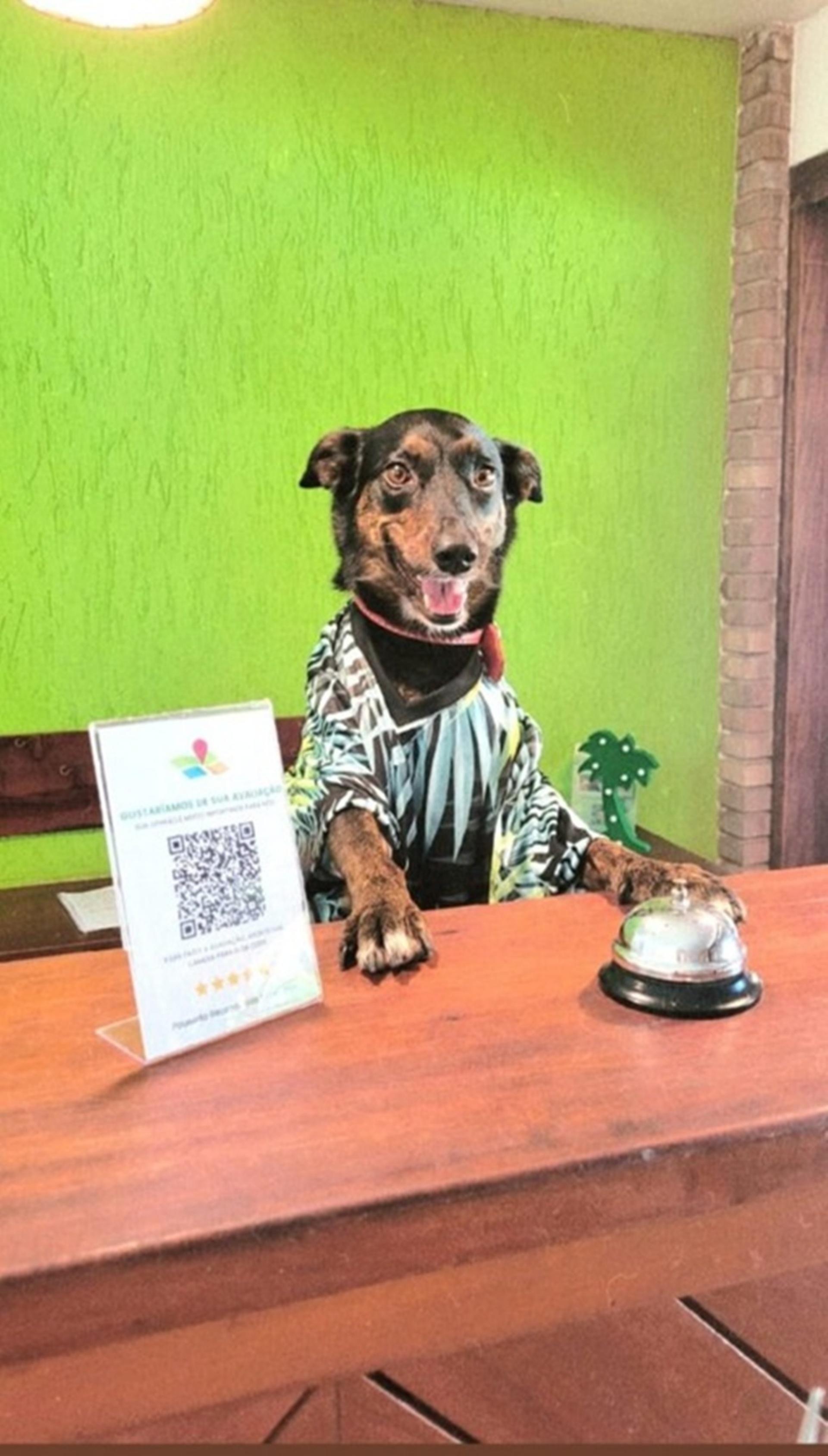 Pet friendly Pousada Recanto das Palmeiras Itagua - Ubatuba