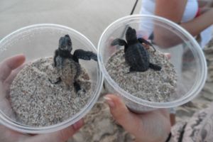 Actividad - Experiencia en un Campamento Tortuguero