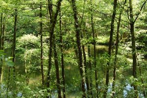 Actividad - Excursión al bosque húmedo San Sebastián