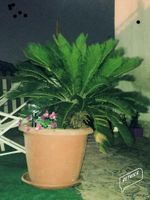 Alojamiento - Camelot B&B Palermo