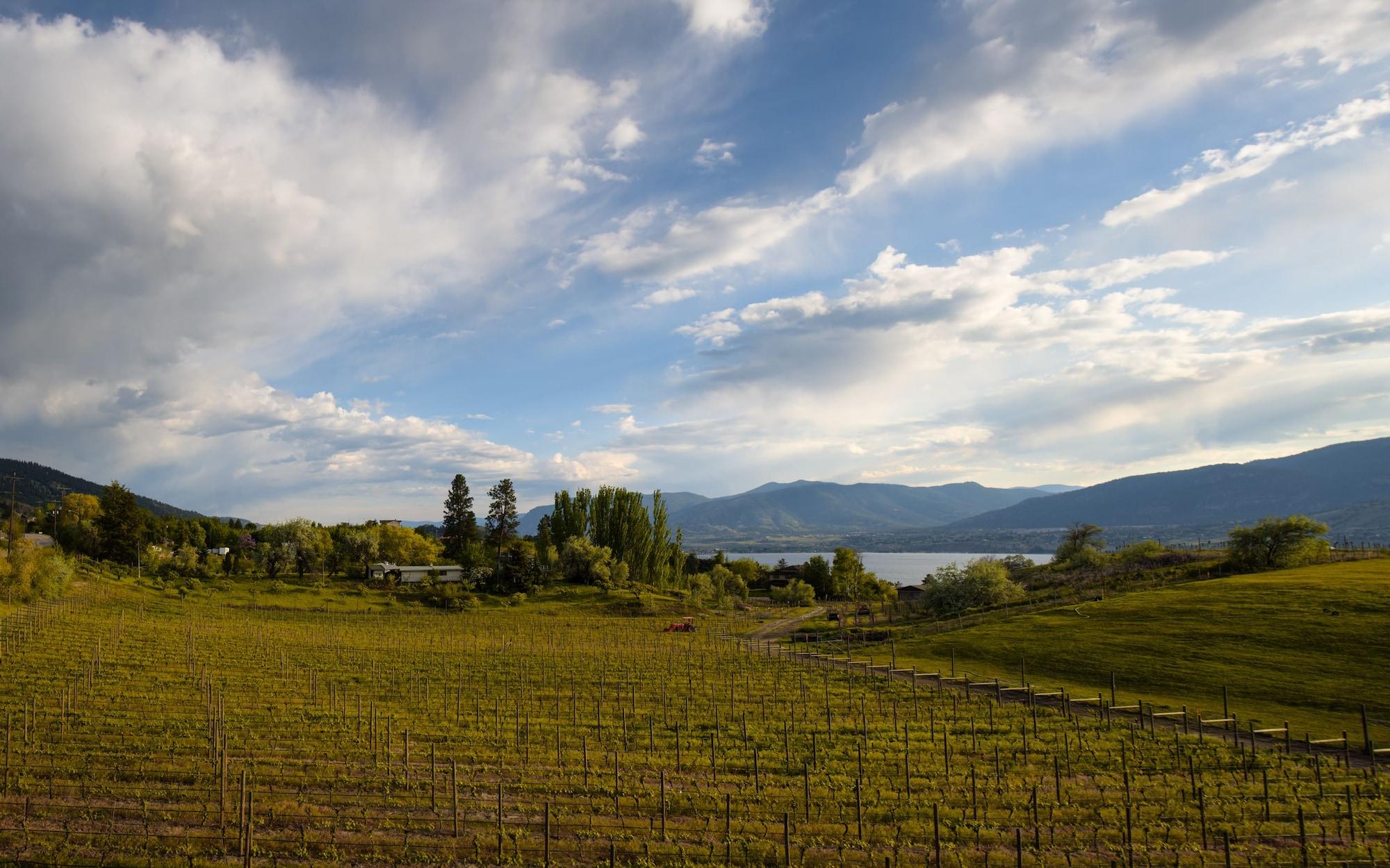 Comodidades del Alojamiento Quidni Estate Winery