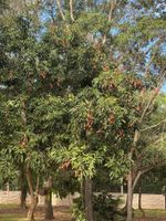 Alquiler Vacacional - RVGLAMPING  BETWEEN MIAMI & KEY WEST ON GATED LYCHEE FARM HOOK UP READY