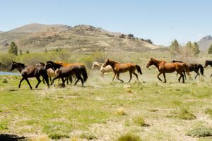 Passeio - Cavalgadas na Estepe patagônica