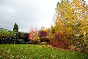 Alojamiento - La Primula