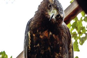 Actividad - Parque de las Aves Agroflori y Palacio Villa Albina - Tour privado