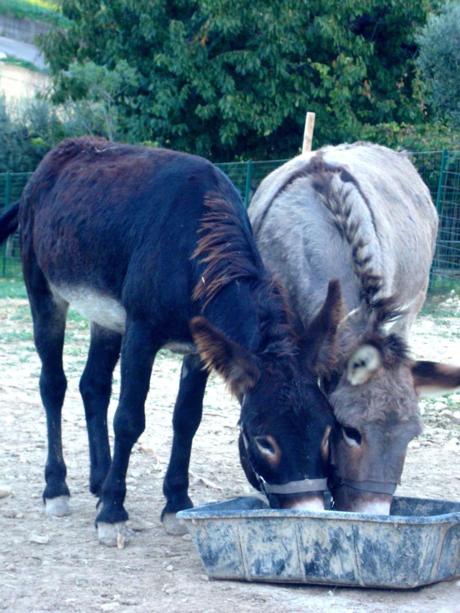 Gimnasio Angelucci Agriturismo con Camere e Agri Camping