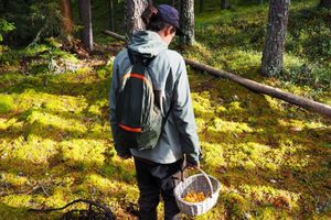 Actividad - Excursión de búsqueda de setas