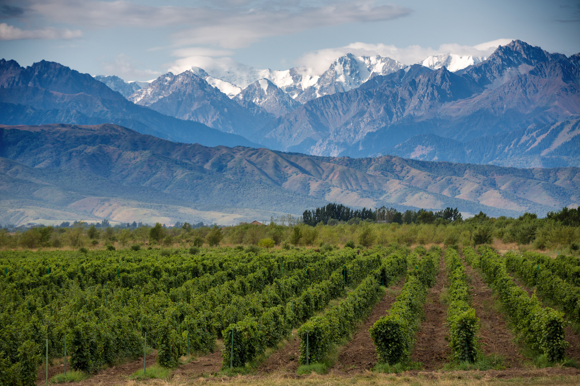 Mendoza