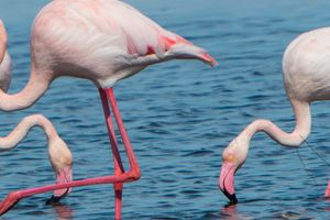 Actividad - Excursión al Delta del Ebro + Paseo en catamarán