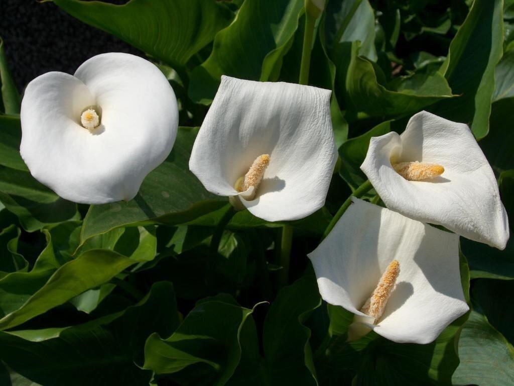 Spa Hotel alla Fiera