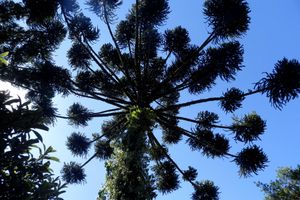 Alojamiento - Recanto das Araucarias