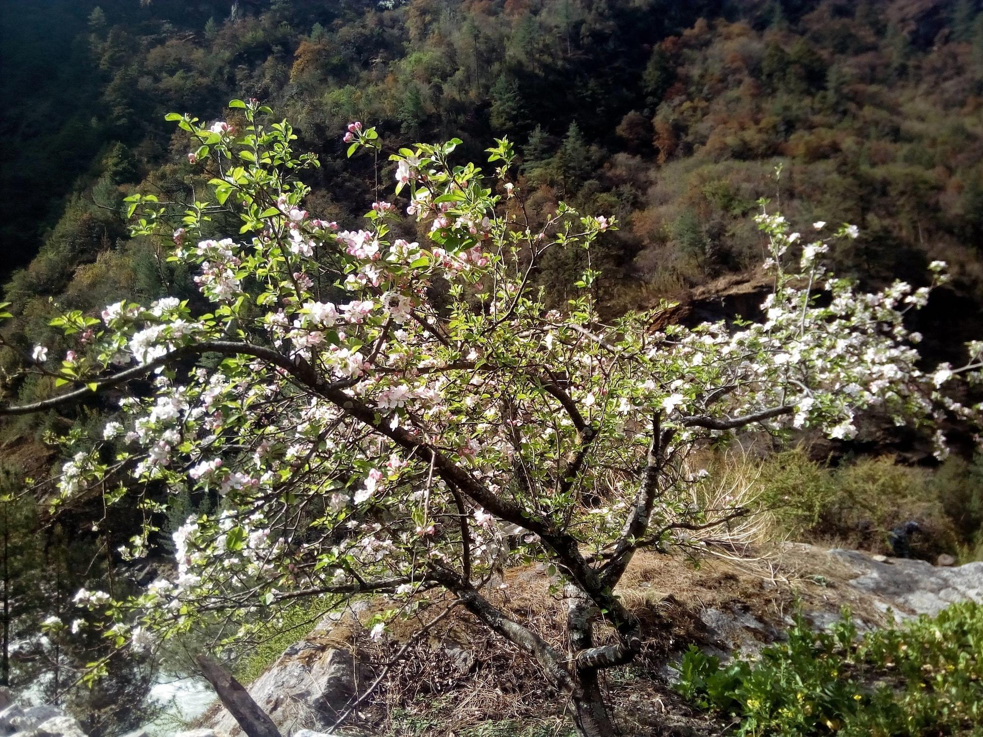 Set de Habitación Everest Home Stay Apartment