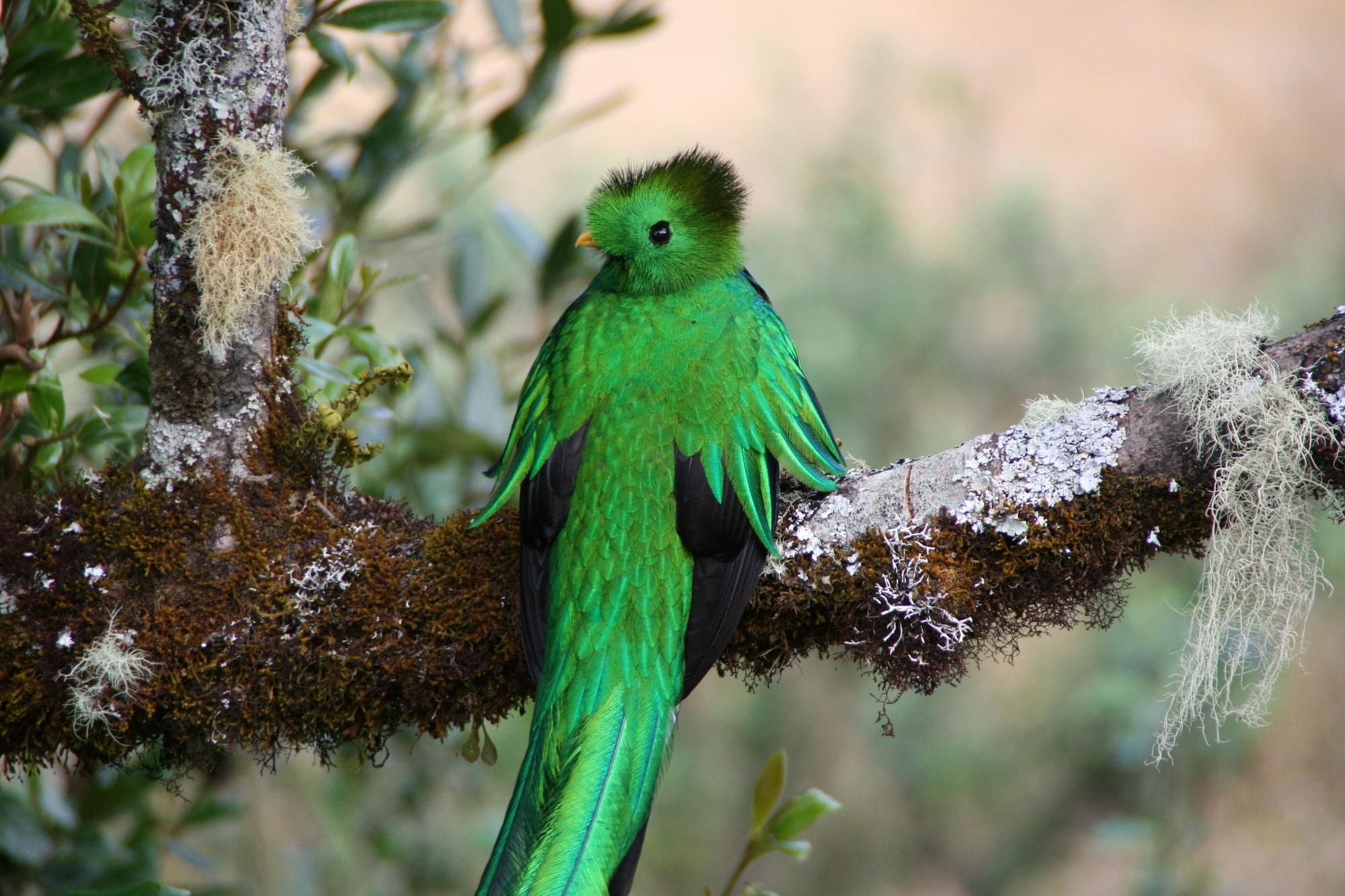 Vista Exterior Dantica Cloud Forest Lodge