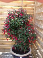 Alojamiento - Hine Bakke Guest House