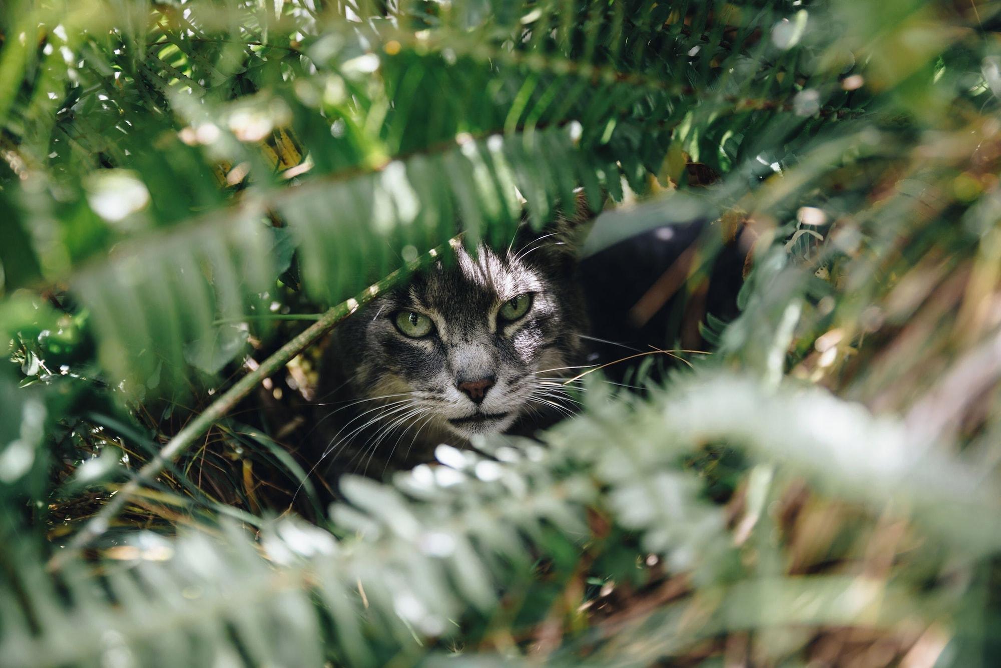 Comodidades del Alojamiento Peninsula Motel