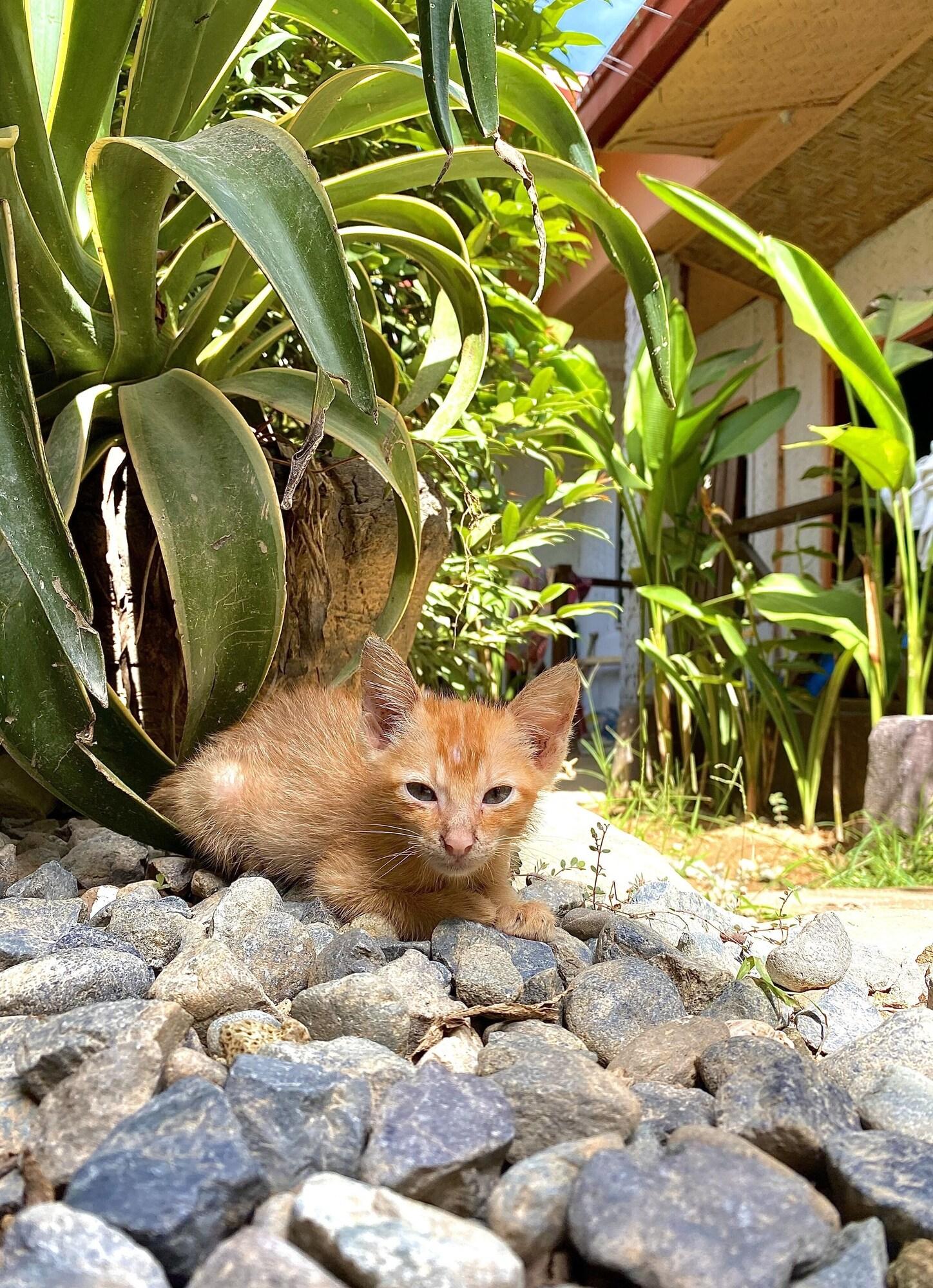 Comodidades del Alojamiento Jungle Hostel El Nido