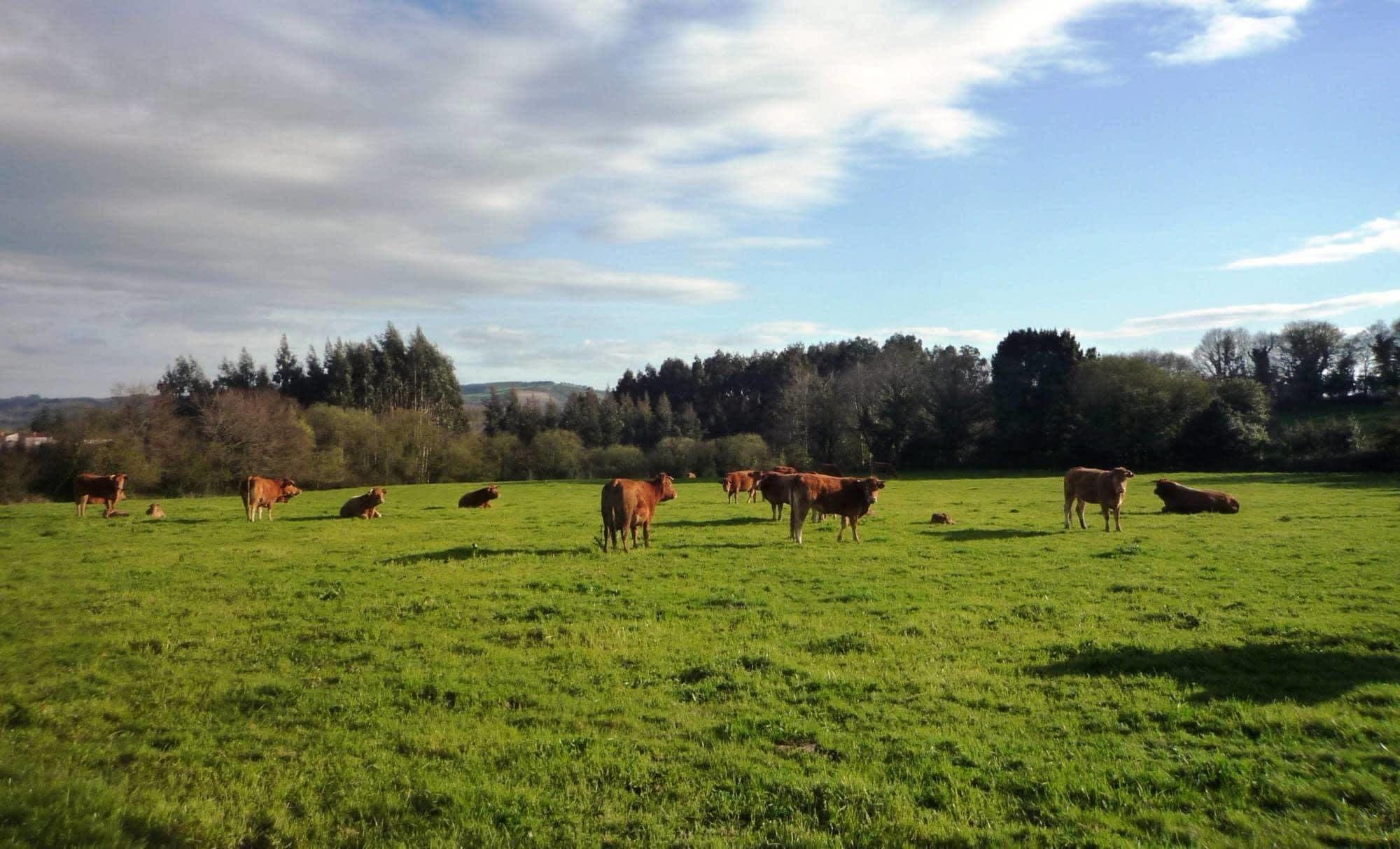 Varios Casa da Gándara - Albergue