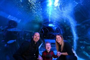 Actividad - Entrada a SEA LIFE® Birmingham