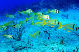 Package - Packages in Playa del Carmen