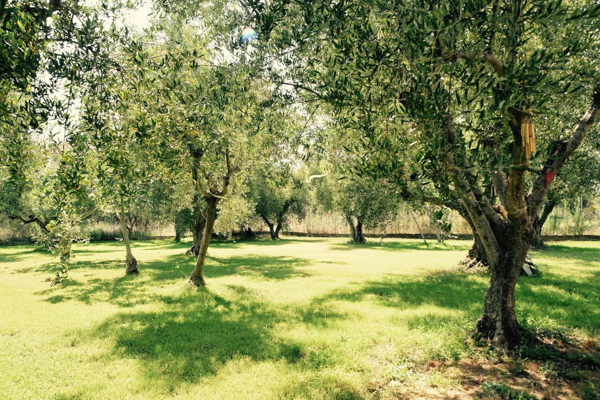 Comodidades del Alojamiento Anastasios Olive Garden Apartments