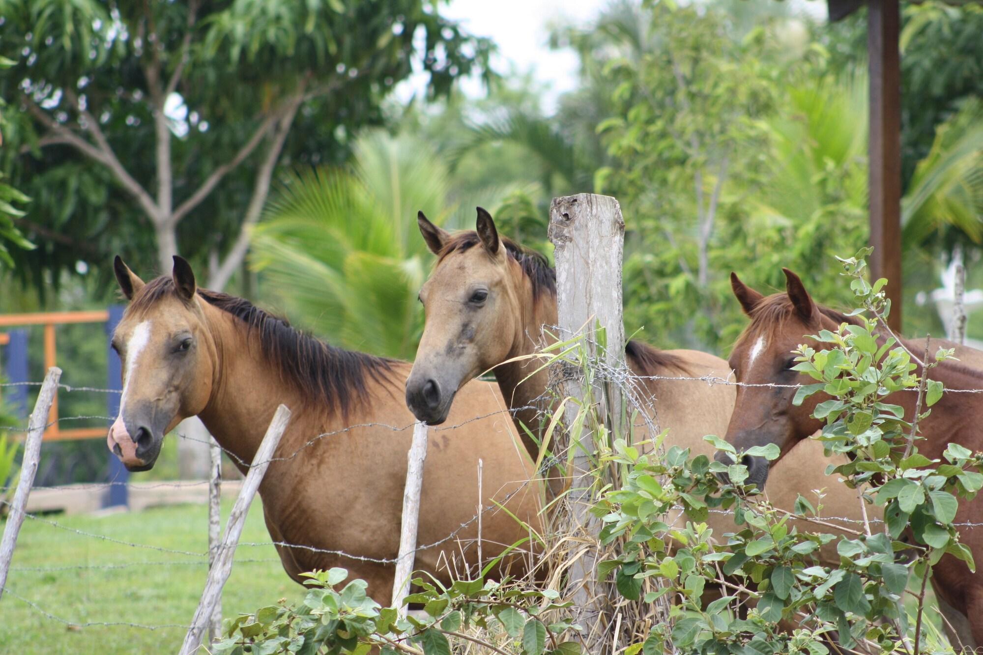 Instalaciones Recreativas Hacienda Doña Carmen