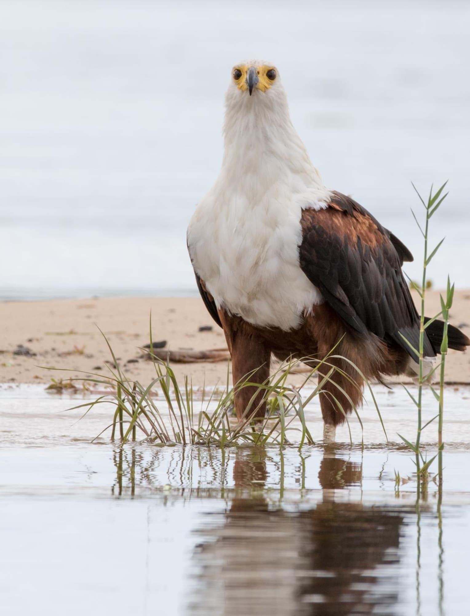 Playa Zambezi Mubala Camp