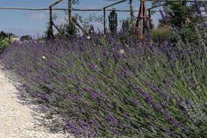 Alojamiento - Il Fienile di Assisi