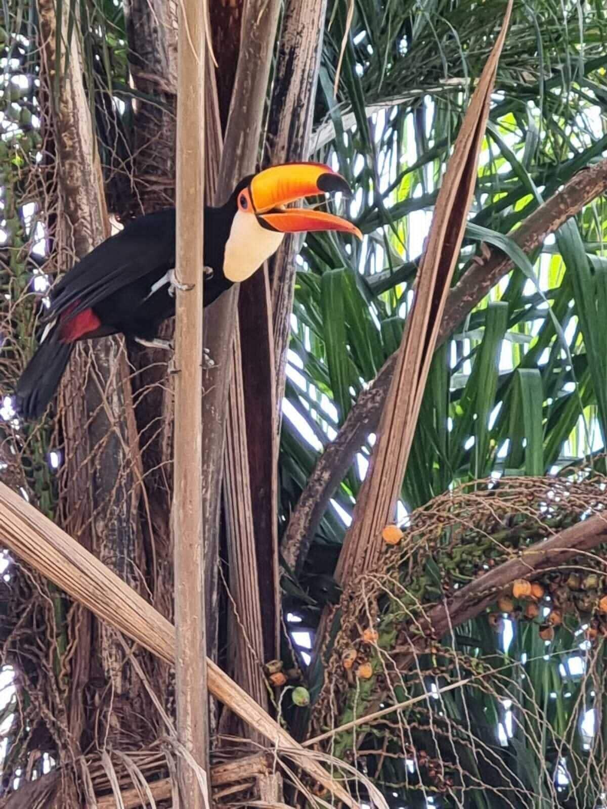 Varios Casa dos Coqueiros - Cama & Café