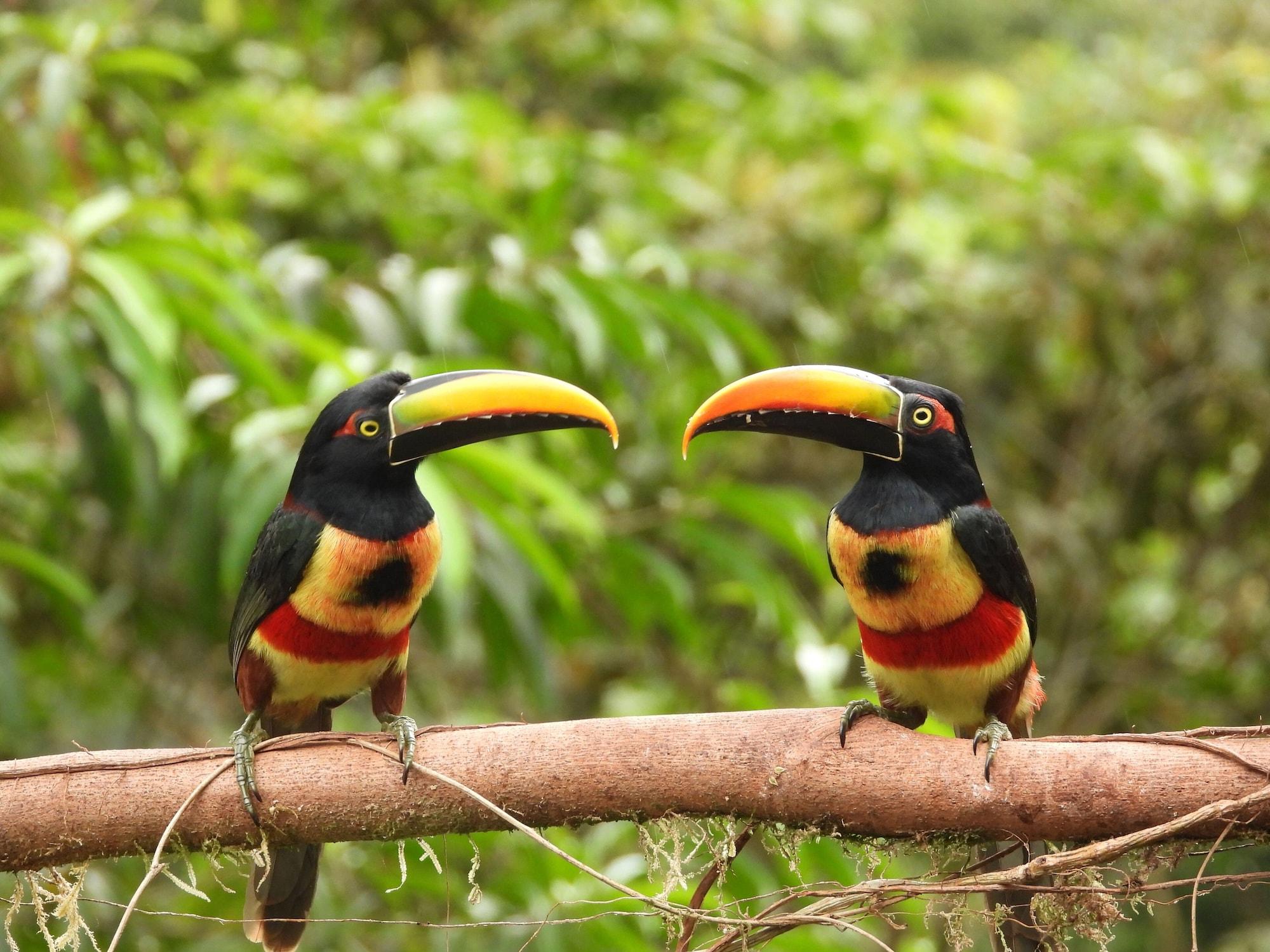 Varios Esquipulas Rainforest