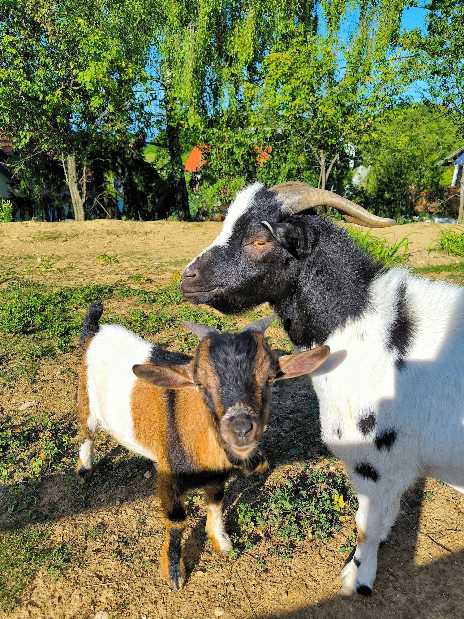 Varios Discover the Magic of Nature