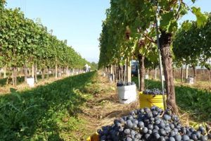 Alojamiento - Agriturismo Tonutti