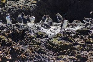 Actividad - Excursión Isla de Chiloé: Ancud y Puñihuil