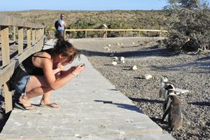 Actividad - Avistaje de Pingüinos y Toninas en Punta Tombo