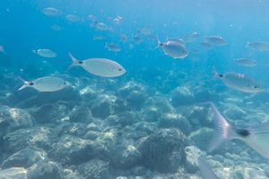Actividad - Bautismo de buceo en Calpe