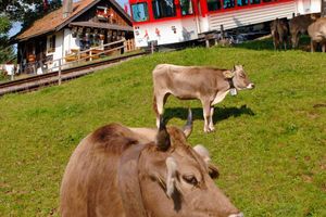 Actividad - Monte Rigi, Reina de las Montañas desde Lucerna - Excursión de día completo