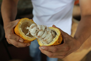 Actividad - Tour de café y chocolate artesanal de especialidad