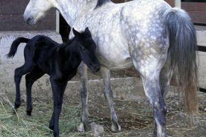 Alojamiento - Lefkoritis Resort