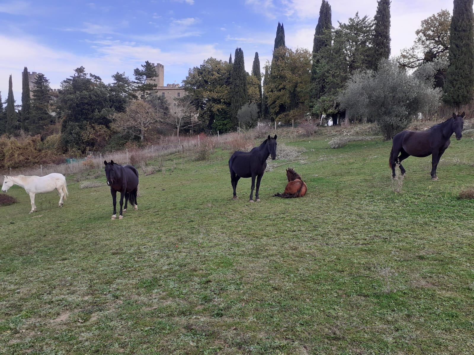 Instalaciones Recreativas Castello di Giomici
