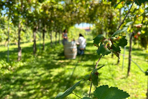 Actividad - Tour privado todo incluido de Conegliano