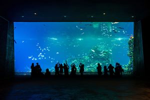Actividad - Visita Gran Acuario Mazatlán