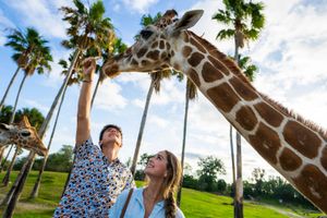 Actividad - Busch Gardens day ticket witch all day dining