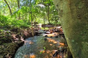 Alojamiento - Tupa Lodge selva y río